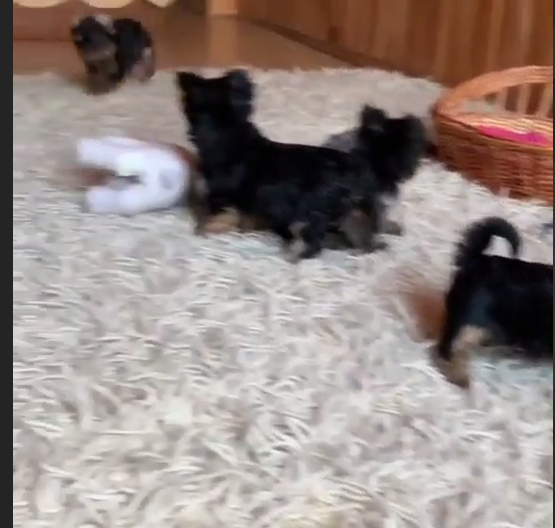 Teacup Yorkie video thumbnail