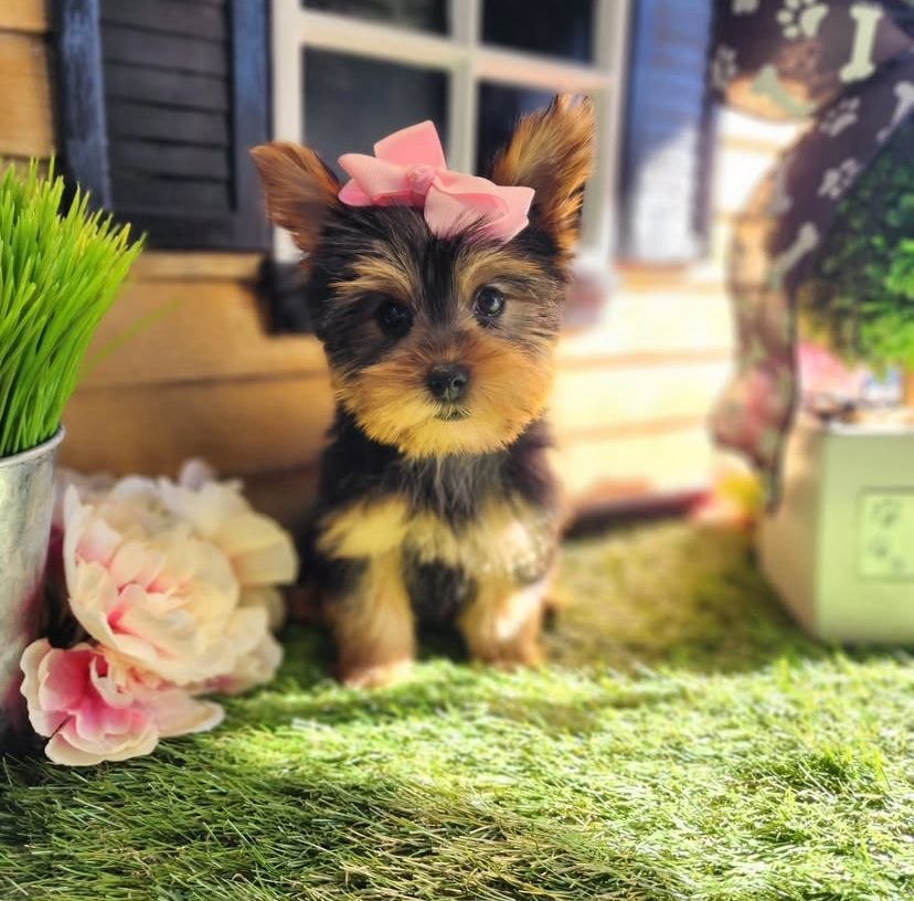 Fifi - Yorkshire Terrier Puppy