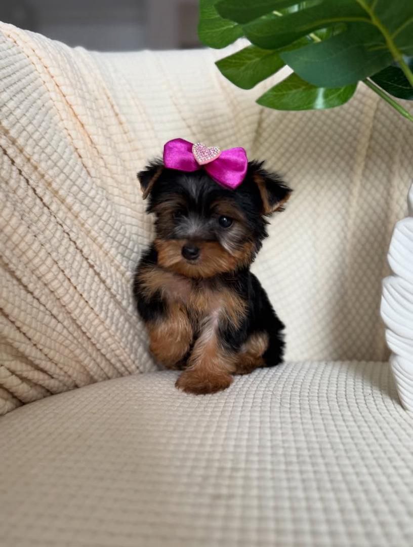 Babe - Yorkshire Terrier Puppy