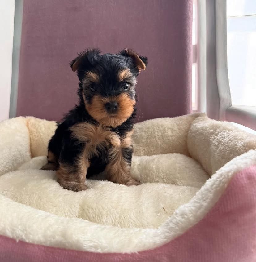 Oscar - Yorkshire Terrier Puppy