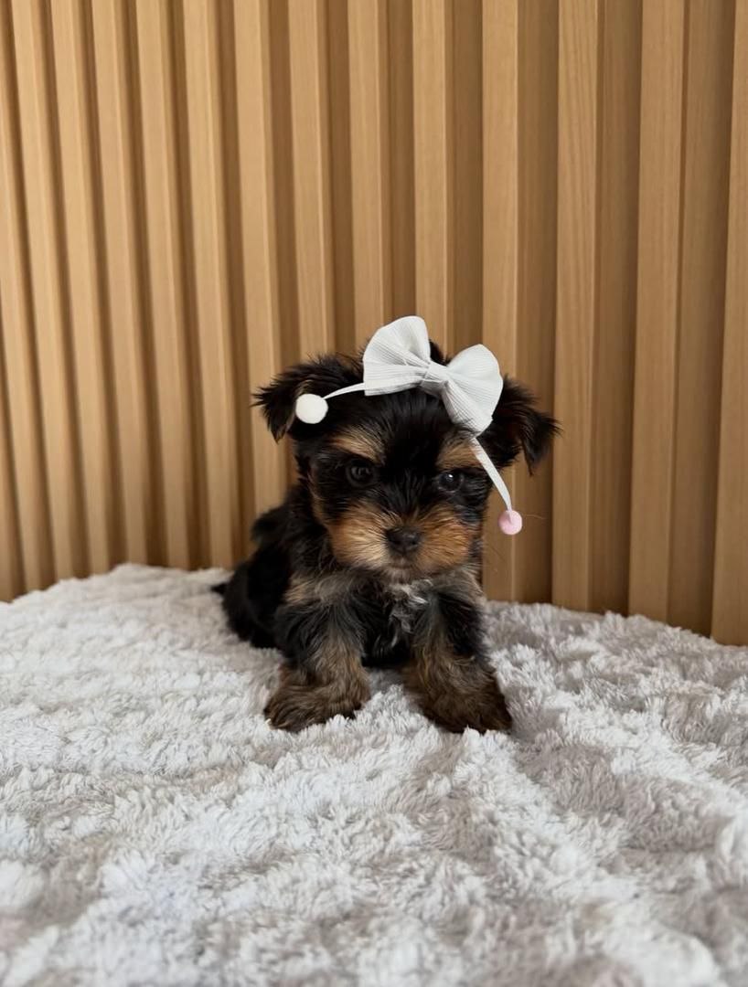 Pixie - Yorkshire Terrier Puppy